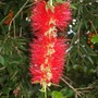 Callistemon polandii ( Bottlebrush ) (Callistemon polandii)