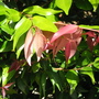 New life (Syzygium cascade)