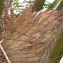 Elaeis guineensis ( African oil palm ) (Elaeis guineensis)