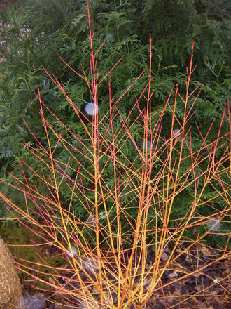 Cornus 'Winter Beauty'