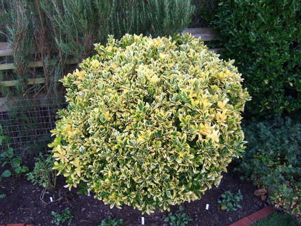 Euonymus fortuei 'Emerald 'n' Gold' (Euonymus fortunei)