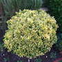 Euonymus_emerald_n_gold