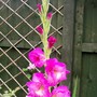 this one is over 5ft tall! (gladiolus)