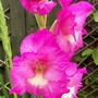 another pic of my glady - sorry about that! (gladiolus)