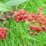 Ceonothus Berry (Ceanothus x delileanus 'gloire de versailles')