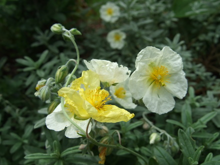 Helianthemum 'Wisley White' and 'Wisley Primrose' (Helianthemum nummularium)