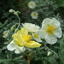Helianthemum nummularium