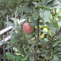 one apple