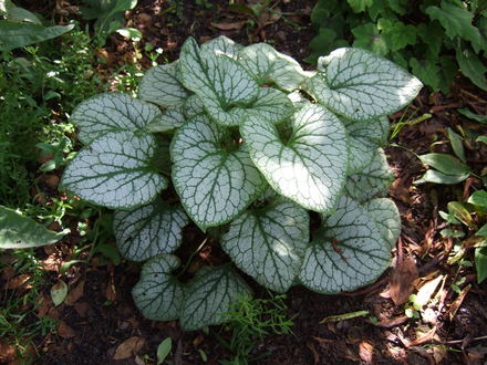 Brunnera 'Jack Frost'  (Brunnera macrophylla)
