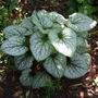 Brunnera_jack_frost