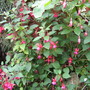 bush