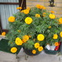 potflower