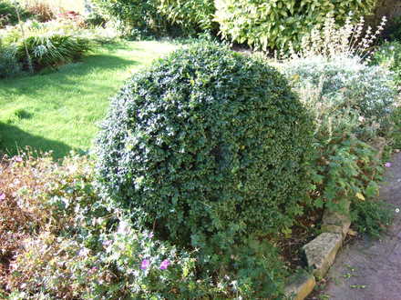 Box (Buxus sempervirens)