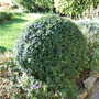 Buxus sempervirens