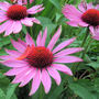Echinacea