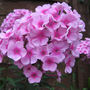 Phlox