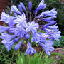 Agapanthus
