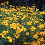 French Marigold