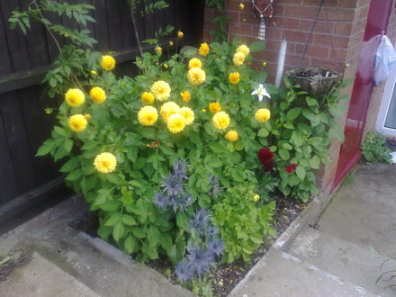 yellow Dalias pom poms