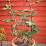 A Rescued Rose 