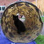Sooty...sticking her tongue out at me