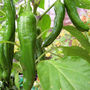 Chile Pepper