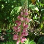 Lupin (Lupinus)