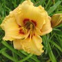 Daylily