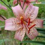 lily