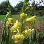 Yellow Gladioli (Gladiolus)