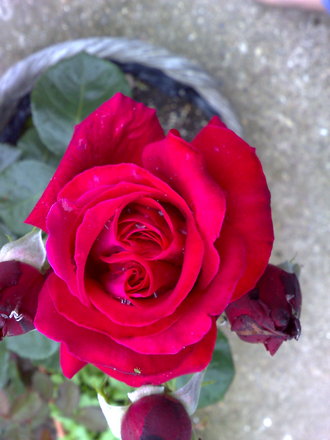 roses