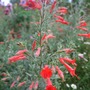 Zauschneria californica