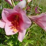 Lily_pink_trumpet