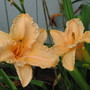 daylily 'Dollhouse' (hemerocallis)