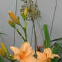 daylily 'Dollhouse' (hemerocallis)