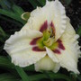 daylily 'siloam ury winniford' (hemerocallis)