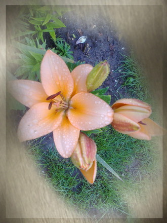 lily