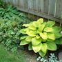 A garden flower photo
