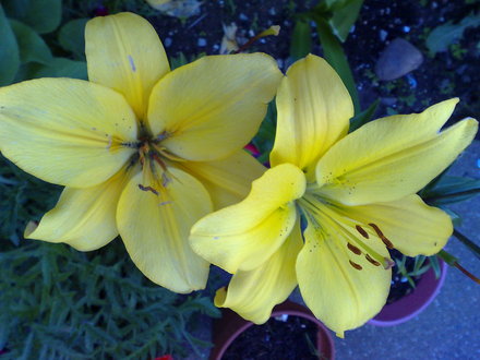 lillys