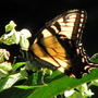 8-8-08_007