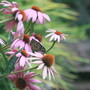 Monarch on purple coneflowers (Echinacea atrorubens (Topeka Purple Coneflower))
