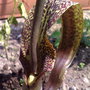 227f895d42e8b8084a454eab0993a1b50_medium_voodoo_plant
