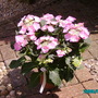 Hydrangea_blue_lacecap