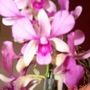 orchid (not known)
