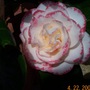 camelia