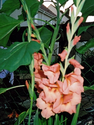 gladioli.