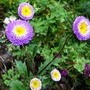 Aster Chinensis (Aster chinensis (moonshine))