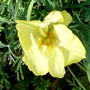 Eschscholzia californica (California poppy)
