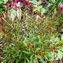 Gaura,  New purchase. (Gaura lindheimeri (Gaura))