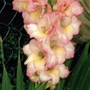 Gladioli